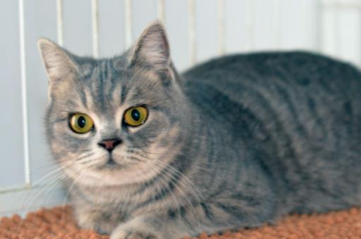 最受欢迎的10种宠物猫狗,十大最受欢迎的宠物排名