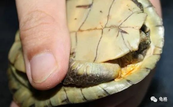 乌龟腐皮怎么用聚维酮碘药浴,聚维酮碘治疗乌龟腐皮需要泡多久