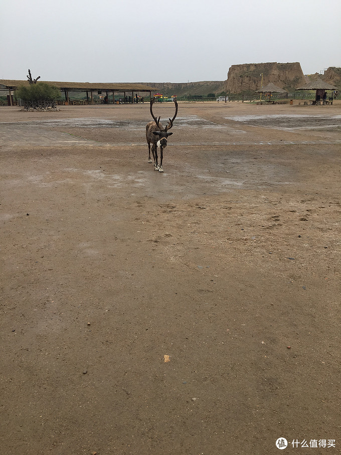 带孩子看世界篇二十二：2019暑假游（2）---大美宁夏