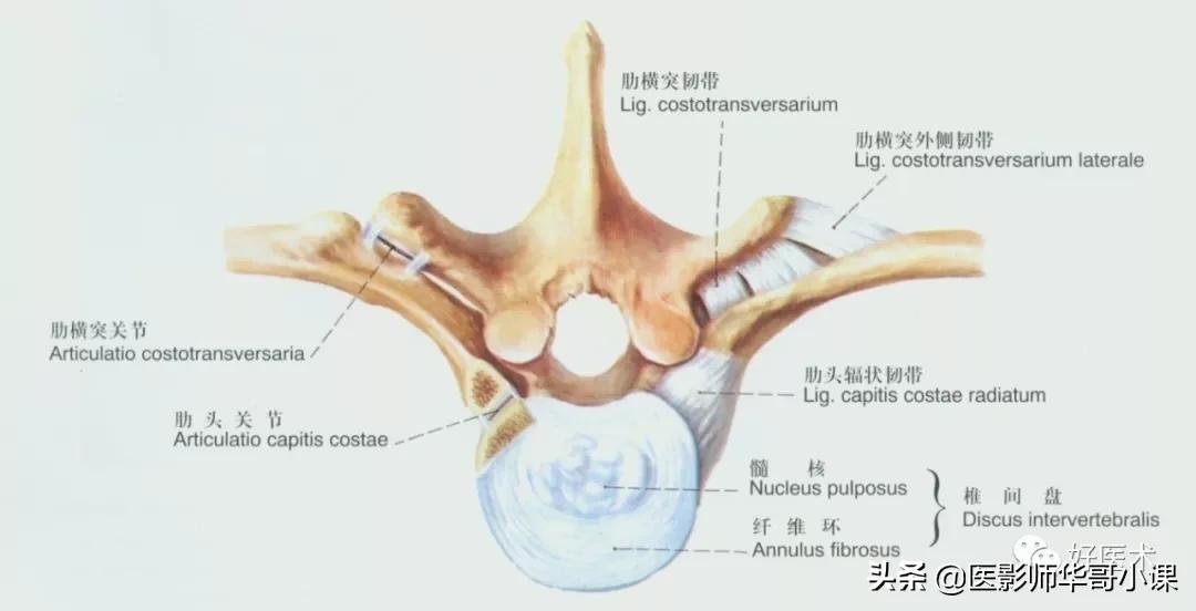 韧带解剖解说视频,韧带解剖图大全书