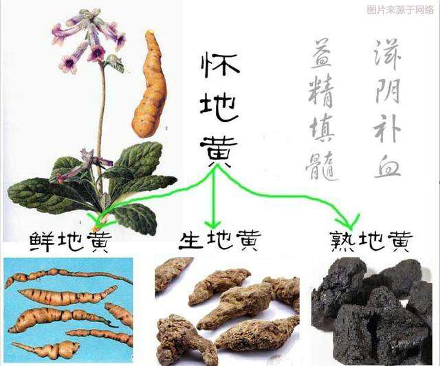 鲜地黄是什么,中药材鲜地黄