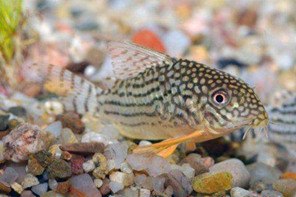 十大养不死的热带鱼观赏鱼排名,十大养不死的小型热带鱼