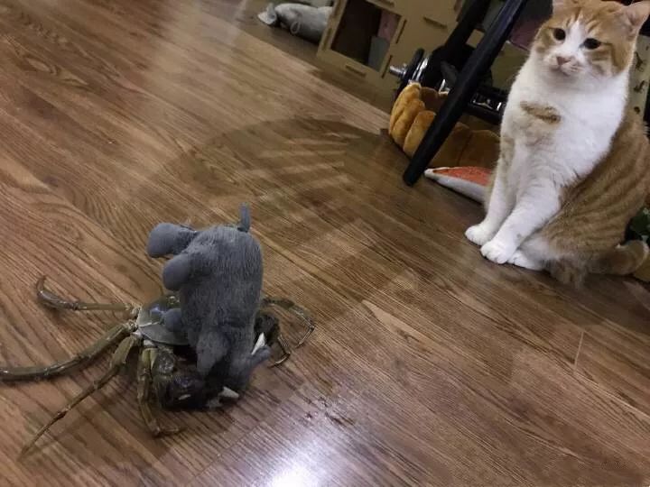 橘猫大螃蟹,橘猫挑战失败视频