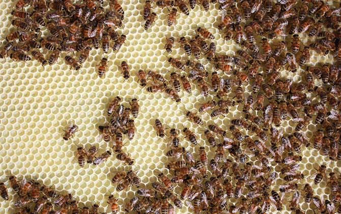 蜜蜂病害与敌害防治大全