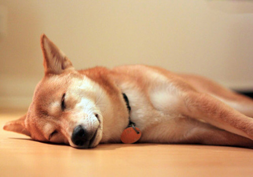 狗狗经期如何护理,养宠经验分享狗狗来月经时间太长