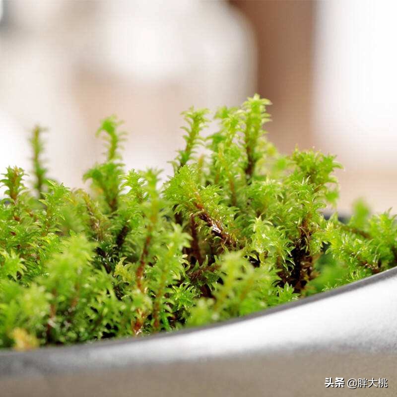 复活草面膜能抗氧么,复活草面膜能祛痘吗