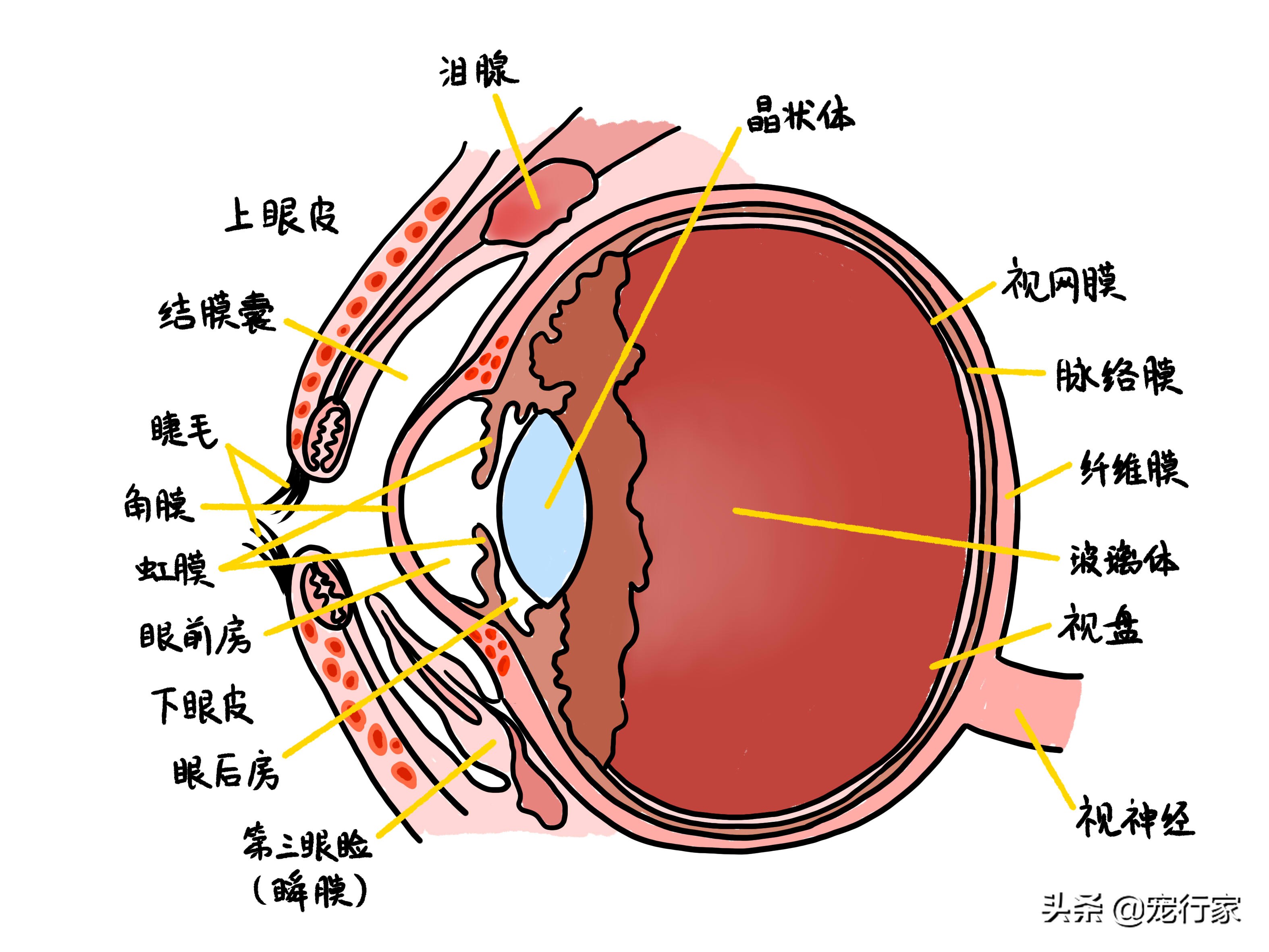 猫的眼睛里水汪汪,猫的眼睛到底长什么样