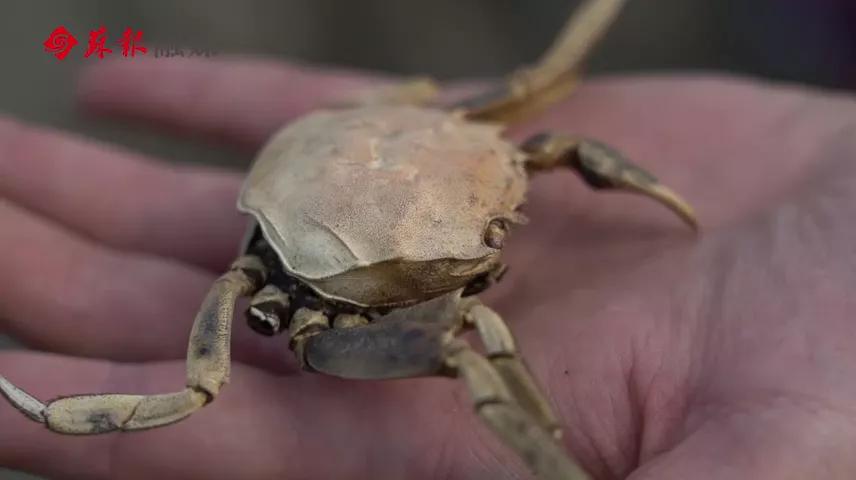 苏州春天第一鲜上市,苏州6月份美食推荐