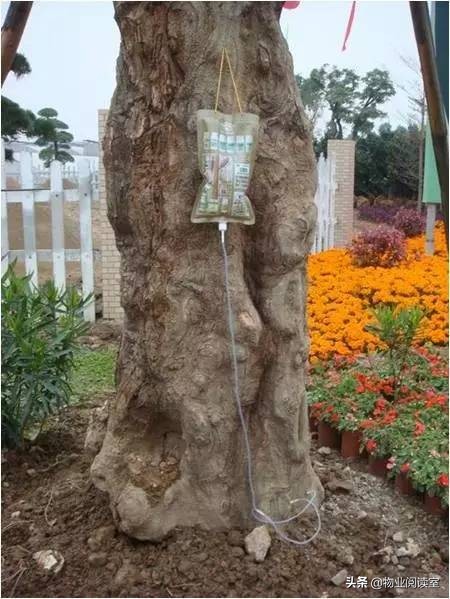 小区绿化日常养护工作内容,小区绿化养护多少钱一个平方