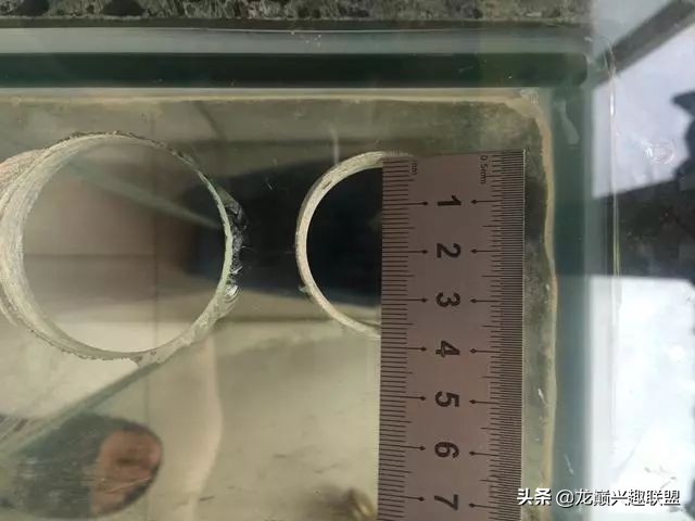 垃圾桶旁边的四方鱼缸,捡回去养了一缸金鱼,别说还挺不错