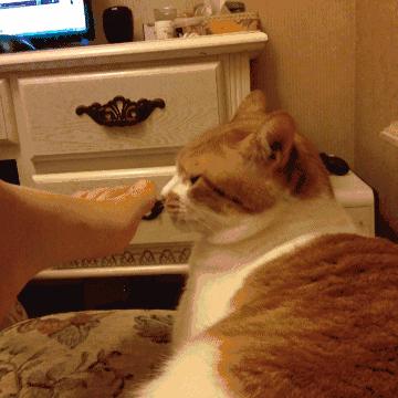 刚养猫怎么防止猫咪抓人,刚到家的小猫喜欢咬人