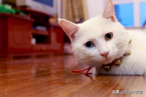 猫咪喉咙发炎会死吗,猫咪眼睛水肿是什么原因导致的