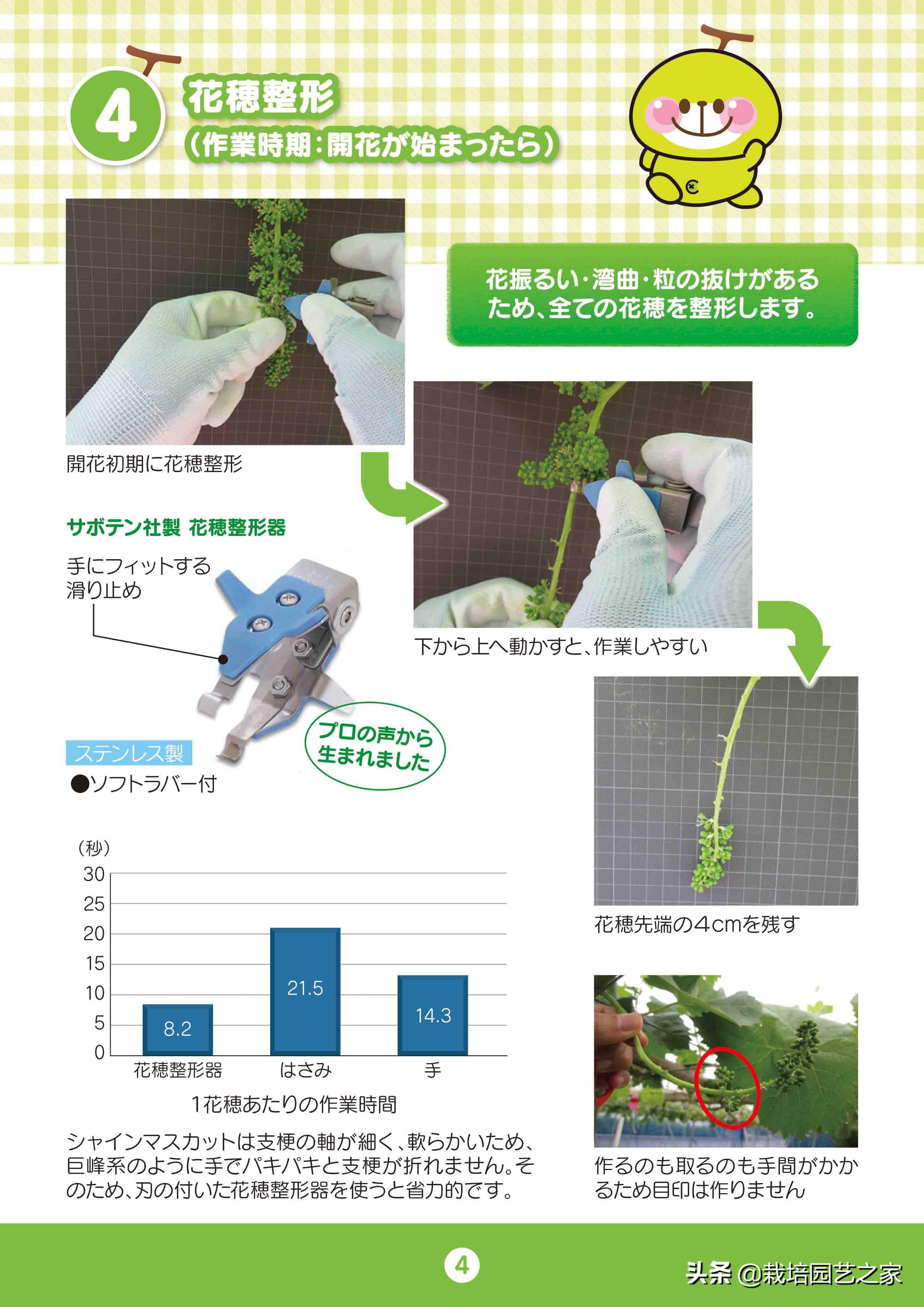 日本阳光玫瑰葡萄全教程,日本阳光玫瑰保果配方