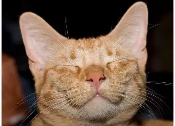 捡到猫咪的胡子,收集猫咪胡须会有好运嘛