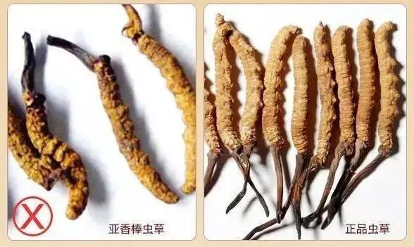 冬虫夏草什么地方最好,哪些地方的冬虫夏草功效好