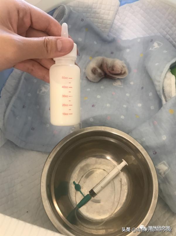 刚生的小猫母猫不在如何照顾,早产没长毛的小猫怎么救活