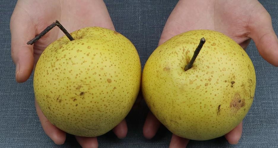 买的梨如何保鲜,买的梨子不氧化是怎么回事