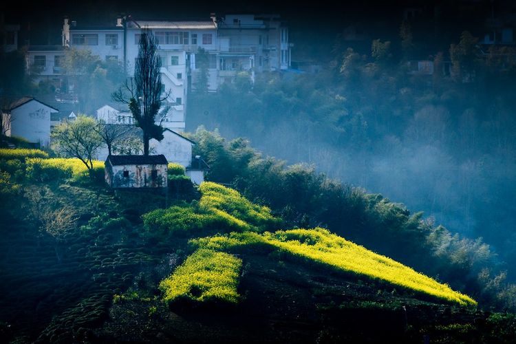 钟智老师（麦高）带您看歙县坡山油菜花