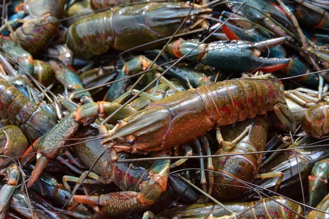 澳龙淡水龙虾喂鱼要不要煮过,浙江工厂化养殖淡水澳龙