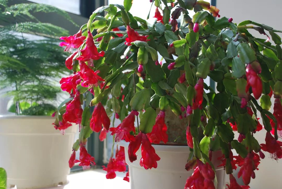 去花市买花千万别买这4种花,春天逛花市5种花千万别买