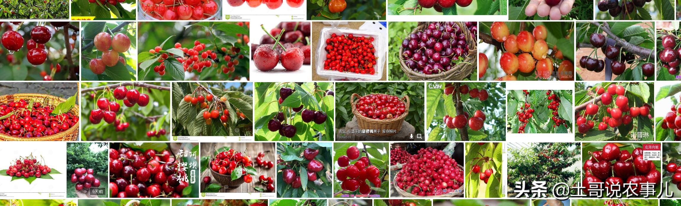樱桃品种比较甜的品种有哪些,比较少见超甜樱桃品种