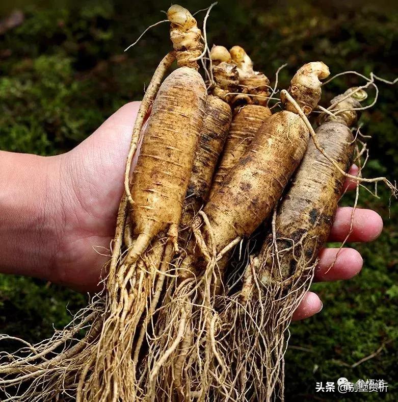 东北三宝人参鹿茸和乌拉草,东北三宝人参视频