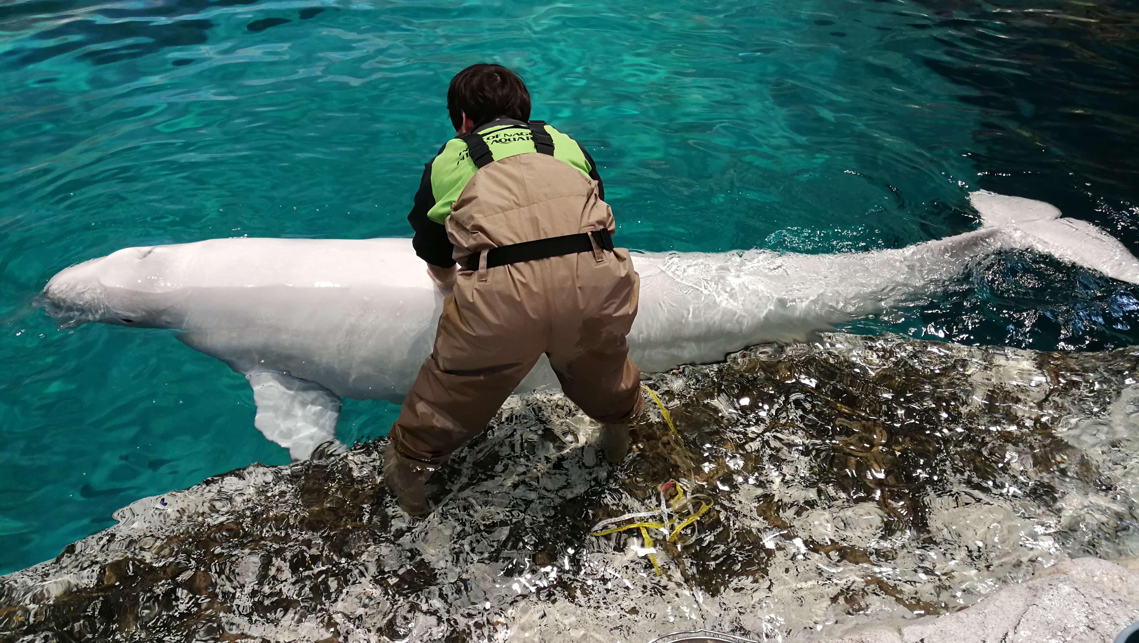 名古屋乐高乐园门票,日本名古屋乐高主题乐园