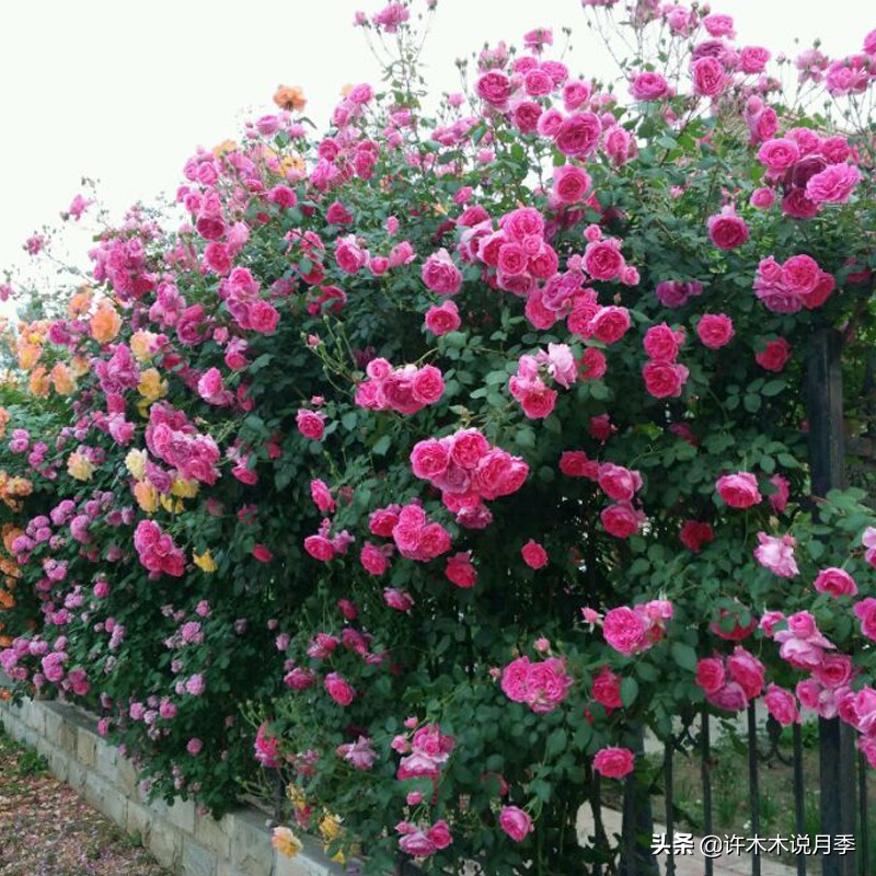 月季不停掉叶子怎么办？教你一招，光杆月季也能重新发芽开花。