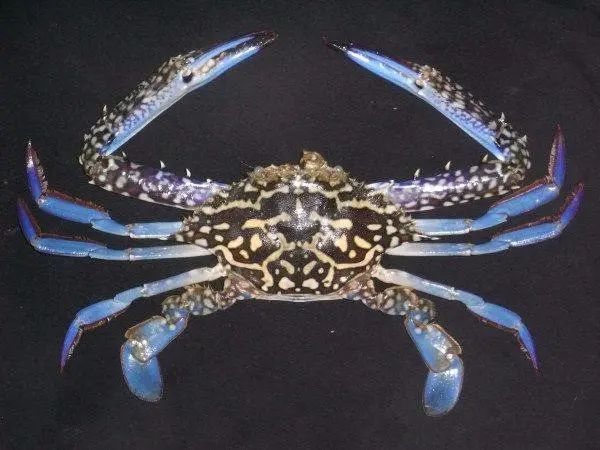 好好的螃蟹,为什么不横着走?来了解一下螃蟹界的“美味”成员