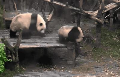 熊猫萌,熊猫萌啦