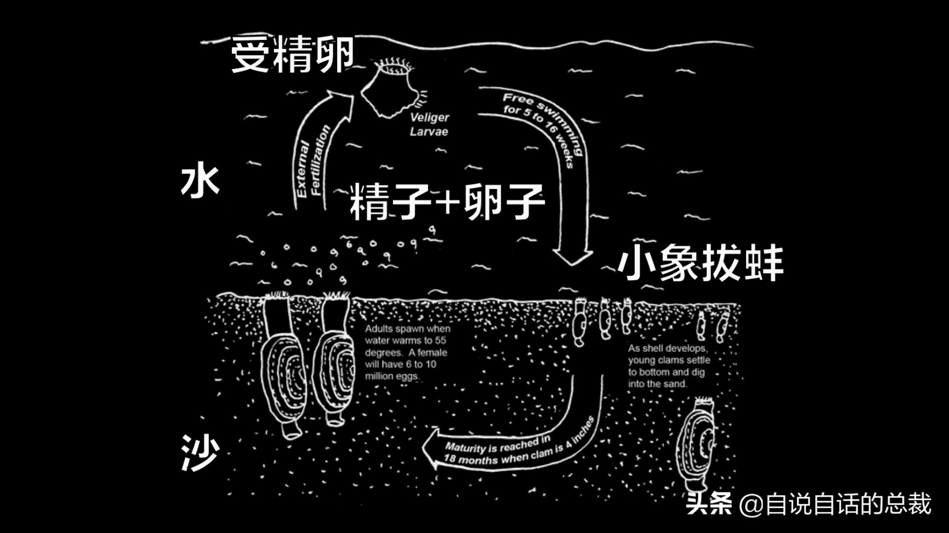 蚬蚌蛏的区别是什么,蚶子蛤蜊蚬子区别