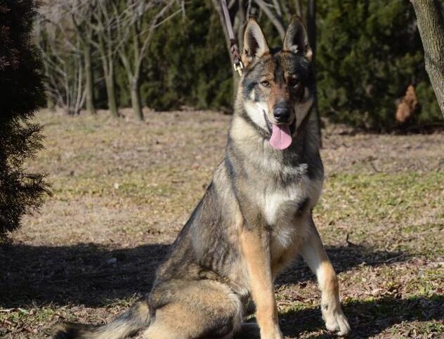 警界“利剑”——昆明犬