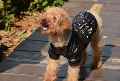 雪纳瑞犬和泰迪犬的缺点是什么,泰迪犬的六大缺点劝你最好别养