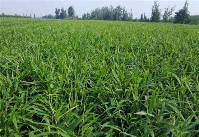 南方什么季节生姜施肥最好,生姜施肥过多怎么处理