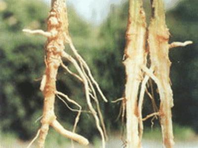 苦瓜烂根死苗怎样防治,苦瓜枯萎病是什么病