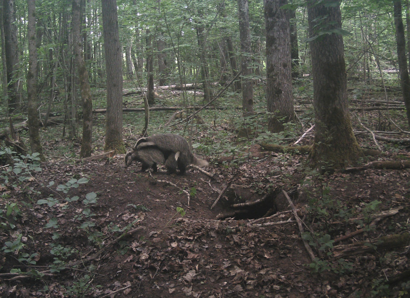 东亚貉,东亚貉入侵欧洲