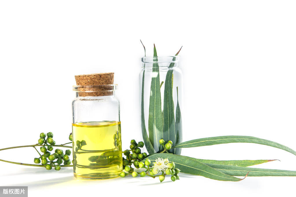 桉树叶精油对人体好吗,桉树精油抗真菌