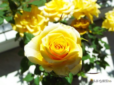 老司机是这样送花的!不同的玫瑰对应不同的心意