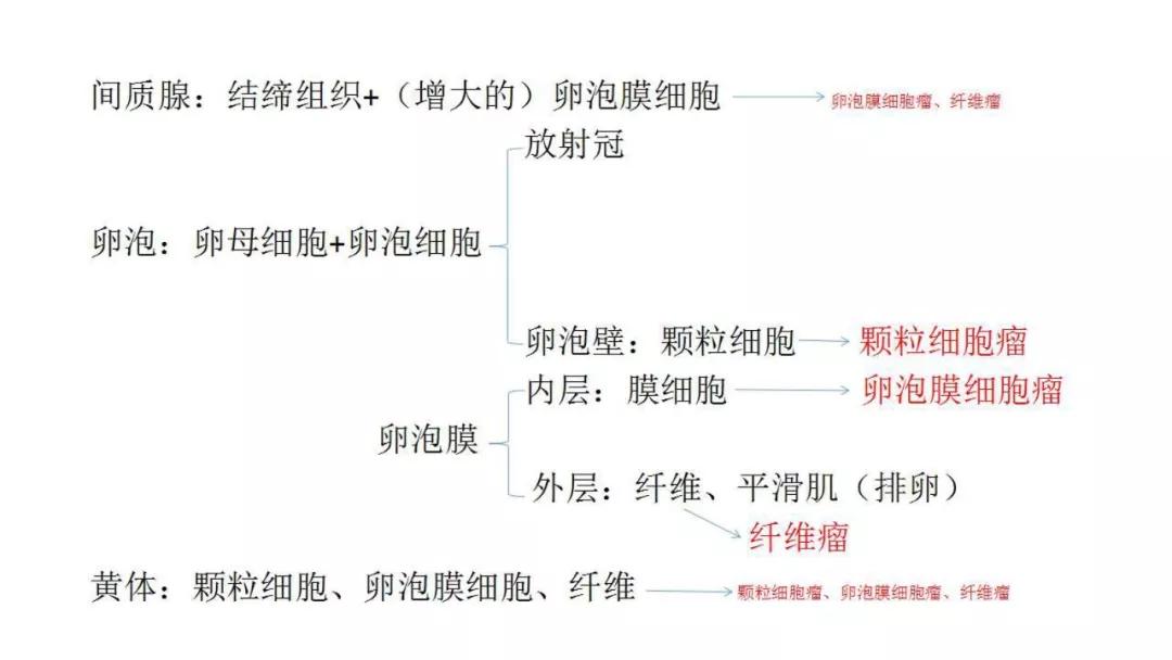卵巢原发肿瘤的分析思路