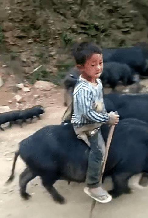 奶奶用大鹅玩娃,奶奶用大白鹅带娃