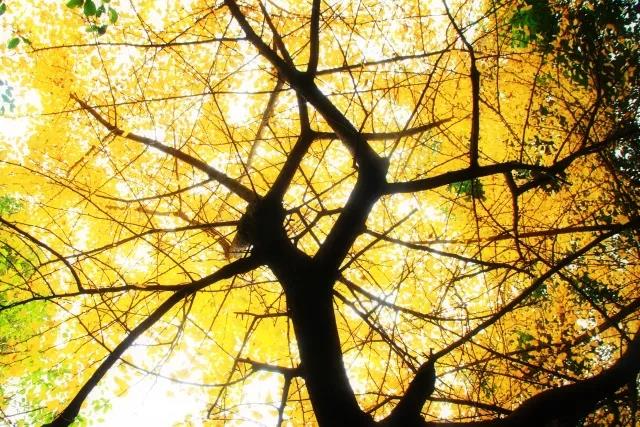 坐拥神仙颜值!原来,这就是中南大学的最美校花!