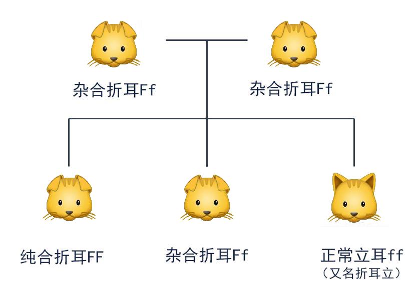 周扬青养的什么狗,周扬青呼吁不养折耳猫