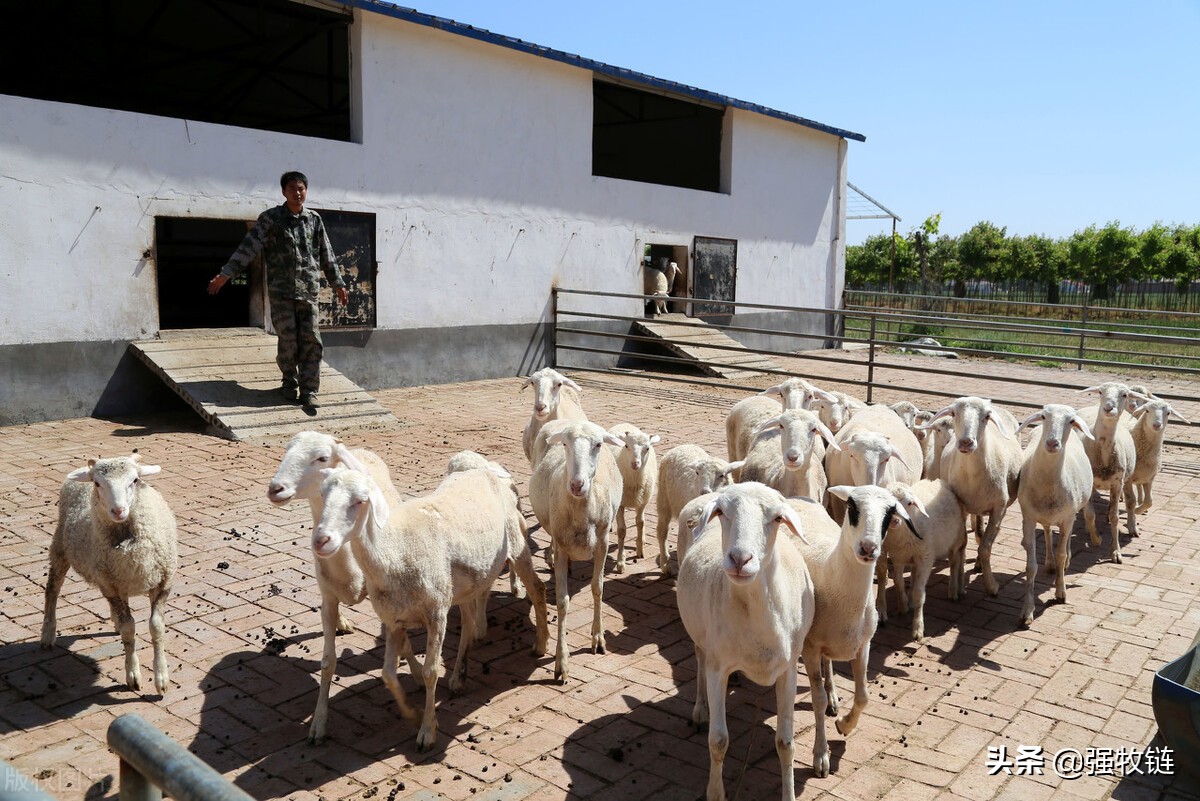 圈养羊的要领,圈养羊需要喂什么