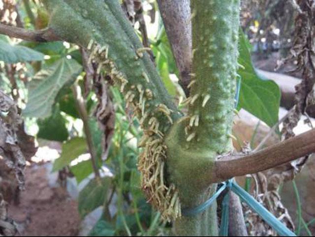 番茄种植,溃疡病传播快,危害大,难以控制,该如何进行防治呢?