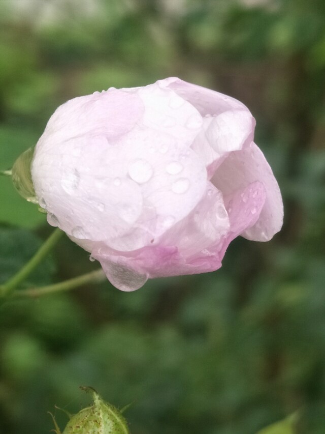 野外的石头能捡回家吗,野外的水烧开了能喝吗