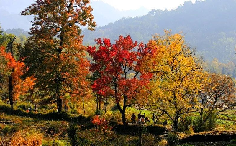 婺源篁岭赏秋,晒秋江西婺源篁岭