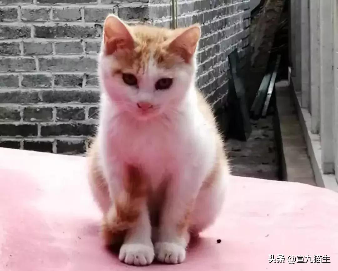 怎么判断猫咪体内有没有异物,你知道如何挑选一只健康的猫咪吗