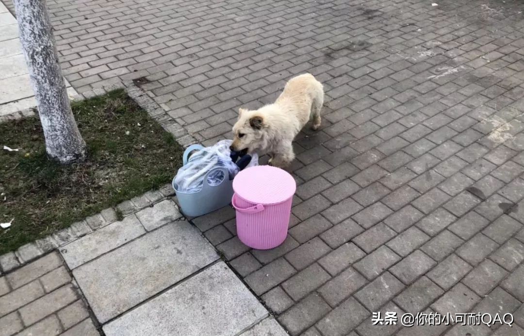 全网通缉照片上的狗,被全网通缉的狗