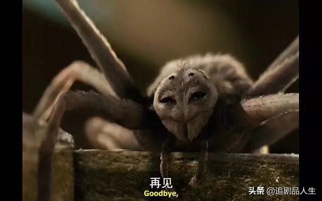 夏洛特的网教育意义,夏洛特的网的读书心得