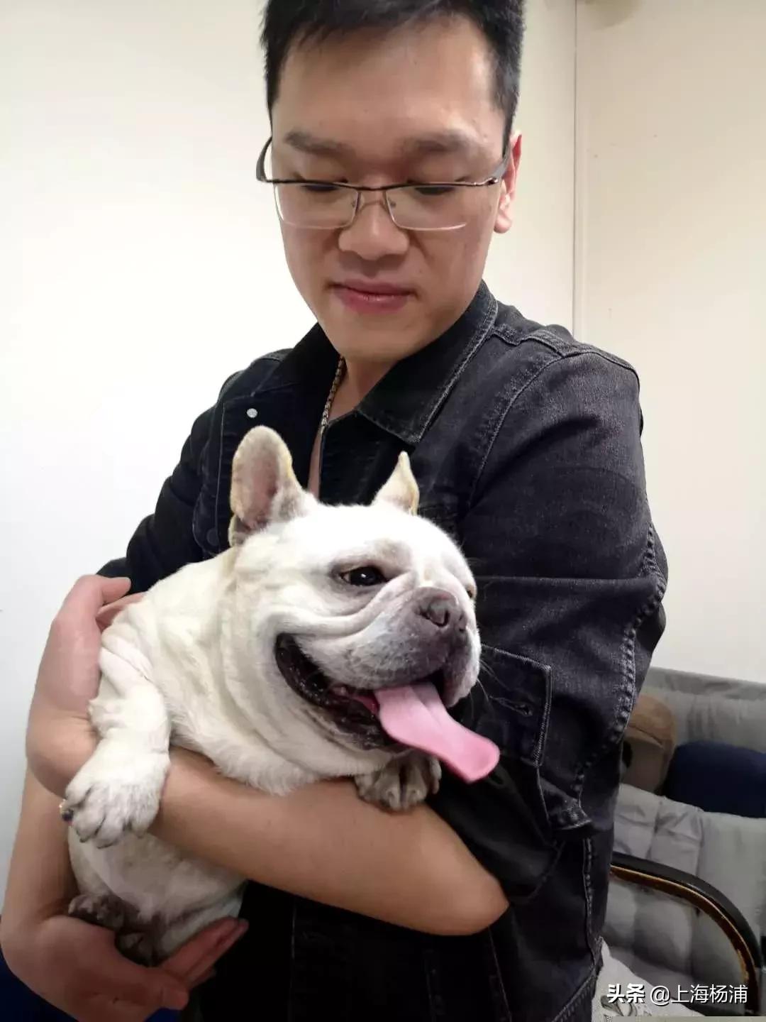 阿拉斯加犬迷路报警,宠物狗走失主人报警求助